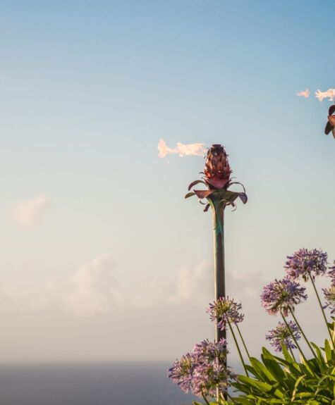 Tall flowers against a clear blue sky near the ocean.