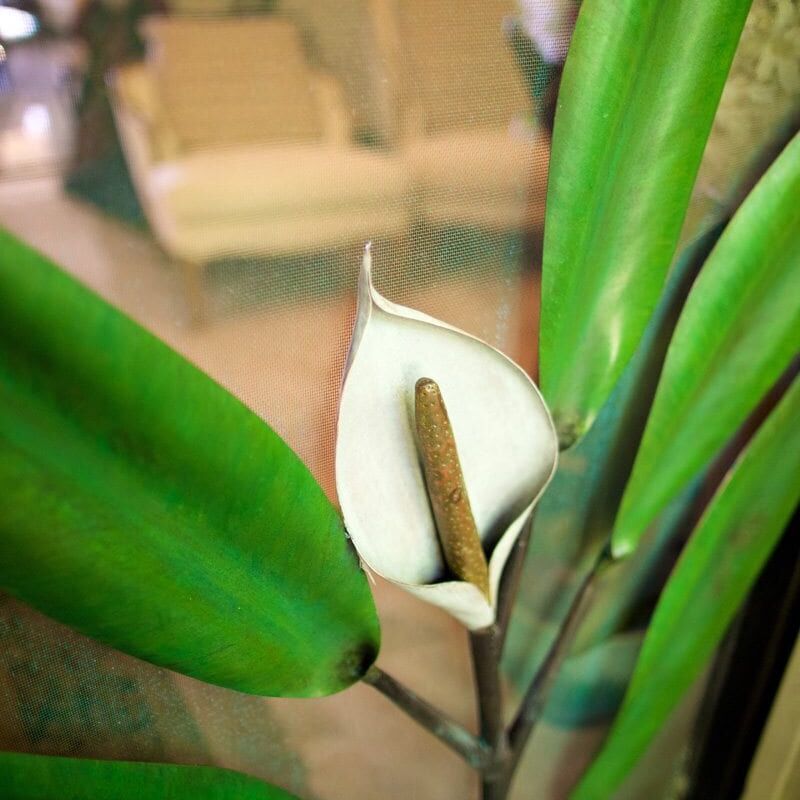 Close-up of a white calla lily with green leaves indoors.