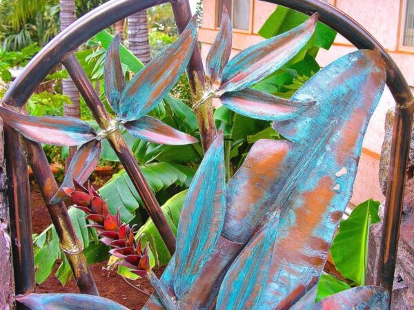 Close-up of succulent plants with fuzzy, blue-green leaves in a pot.