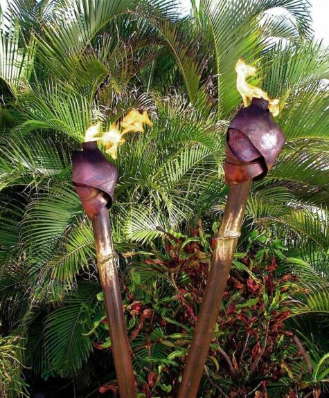 Two unique tropical plants with dark purple flowers amidst lush green foliage.