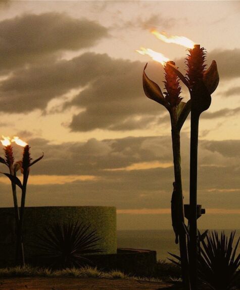 Silhouetted flowers glowing against a cloudy sunset sky.