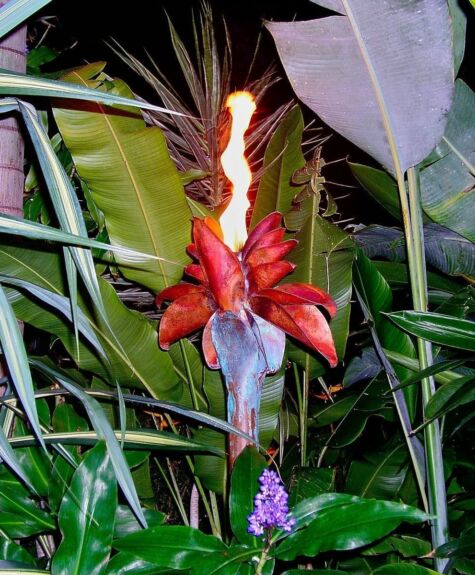 A vibrant flower with red petals and a flame-like shape in a lush garden.