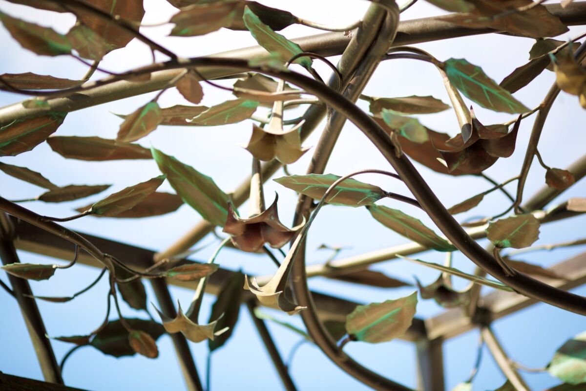 Close-up of olive tree branches with olives and leaves.