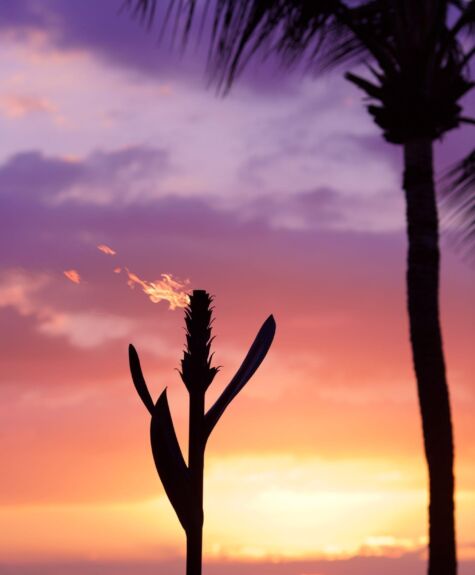 Tropical plant silhouette at purple sunset