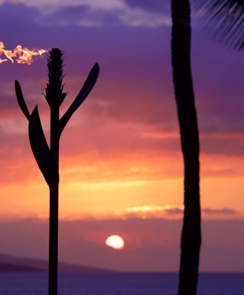 Sunset with silhouetted cacti and palm tree against a colorful sky.