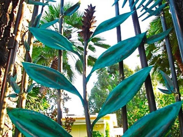 Tall green plants with elongated leaves reaching upwards under a blue sky.