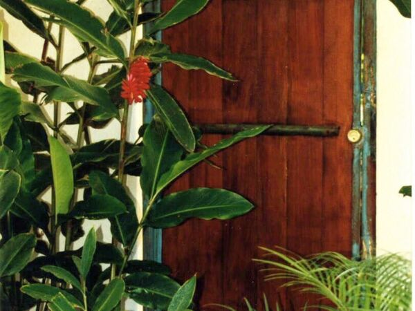 A rustic wooden door surrounded by lush green plants.