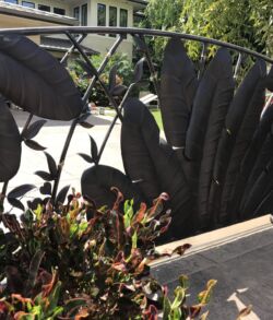 Main Entry Gate Black metal fence with leaf designs in front of cactus plants.