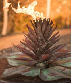 Copper Lotus blooming with fire A succulent plant with a flaming tip glowing in warm sunlight.