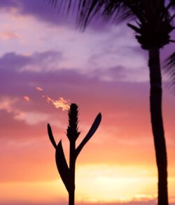 Copper Red ginger tiki torch accenting a Hawaiian sunset Silhouetted cactus and palm tree against a vibrant sunset sky.