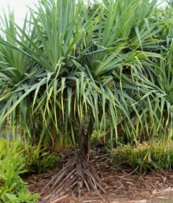 A tropical tree with long, narrow leaves and exposed roots.