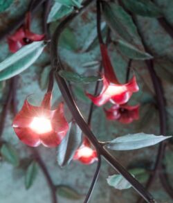 Copper Angel Trumpet floral chandelier Glowing red flowers hanging on branches with green leaves.