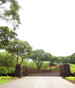 A peaceful tree-lined road leading to a gated entrance.