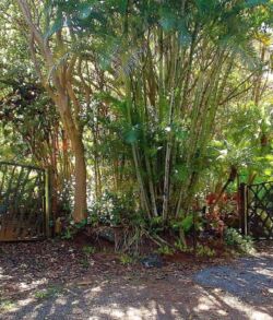 Sunlit bamboo grove with a rustic wooden fence in the background.