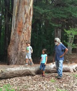 Three people exploring a forest with a large fallen tree.