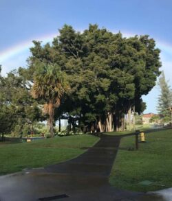 A vibrant rainbow arches over a park with large trees and a winding path.