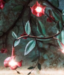 Glowing red flowers on a dark green leafy branch.