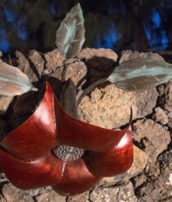 Close-up of a unique red flower with textured petals and a central cone on rough bark.