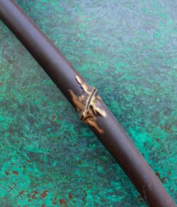 Framed view of patina and bamboo knot. A brown stick with a small, camouflaged insect on it.