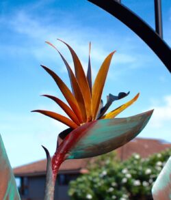 A vibrant bird of paradise flower against a bright blue sky.