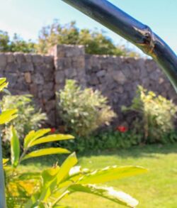 A garden with green plants and a stone wall in the background.