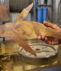 A person holds a small brown shark over a tank.