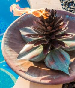All Copper fire feature Succulent plant in a shallow bowl near a pool on a sunny day.