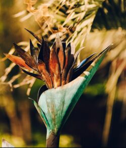 Close-up of a dried flower with earthy tones and blurred background.
