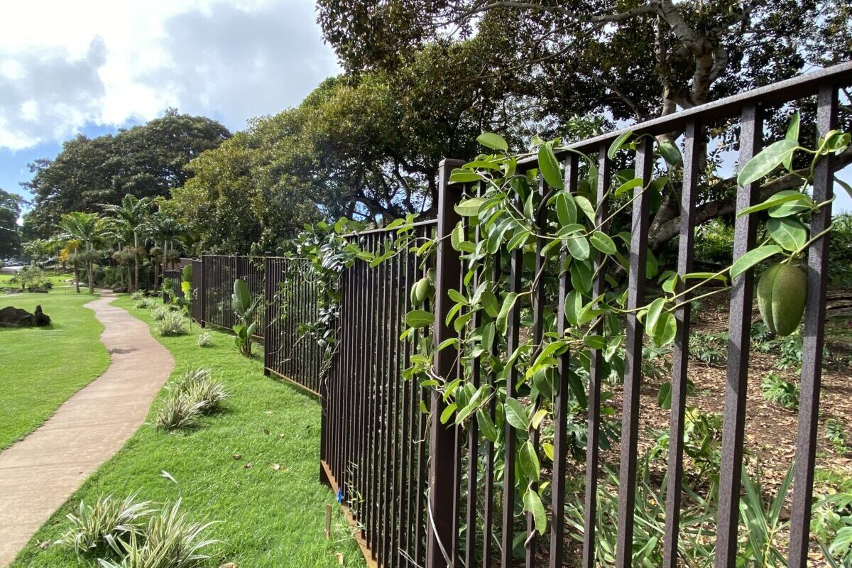 A black metal fence with greenery growing on it along a park path.